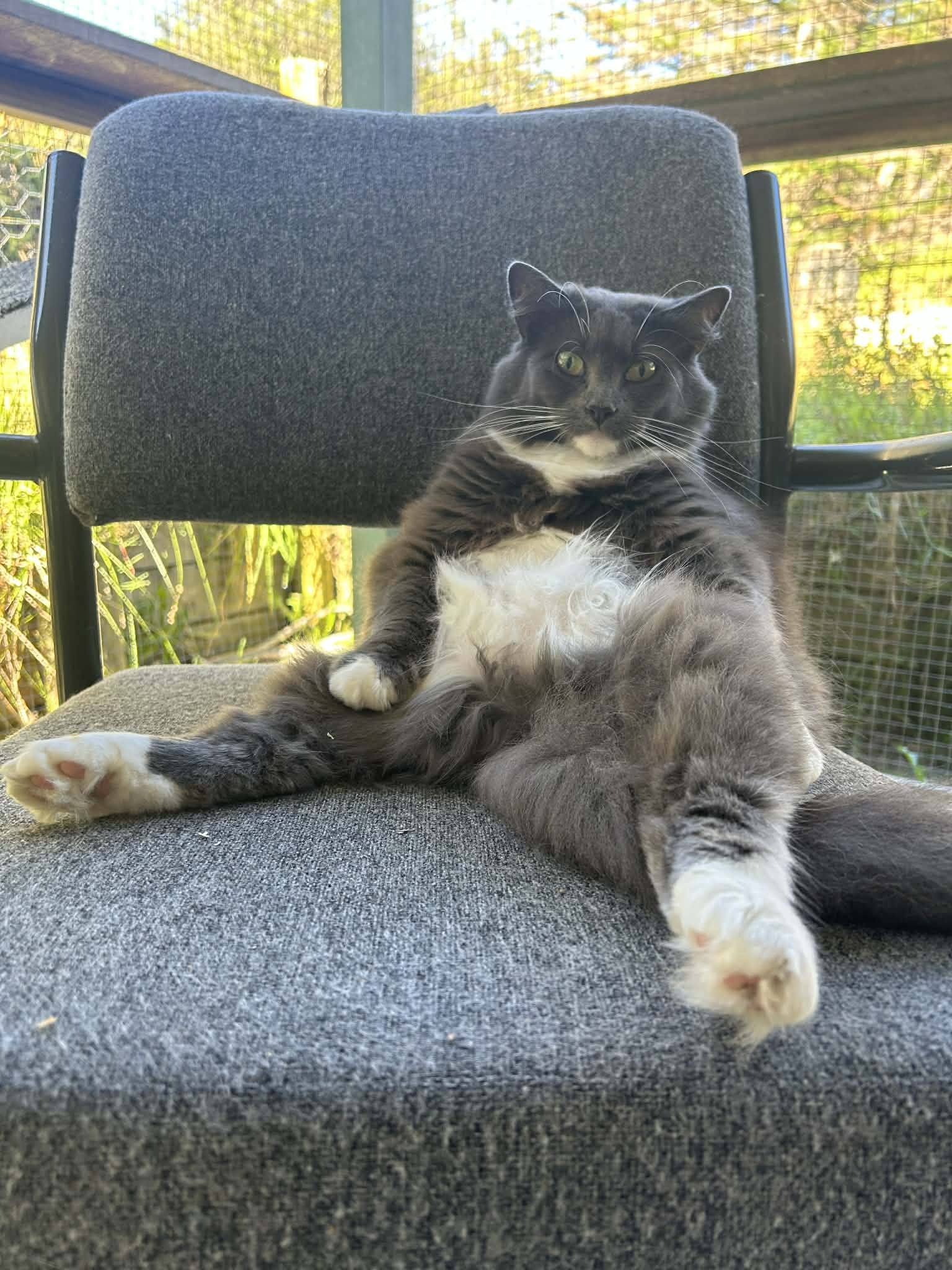 A happy cat relaxing at the cattery